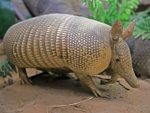 Los 10 animales que más duermen Los 10 animales que más duermen