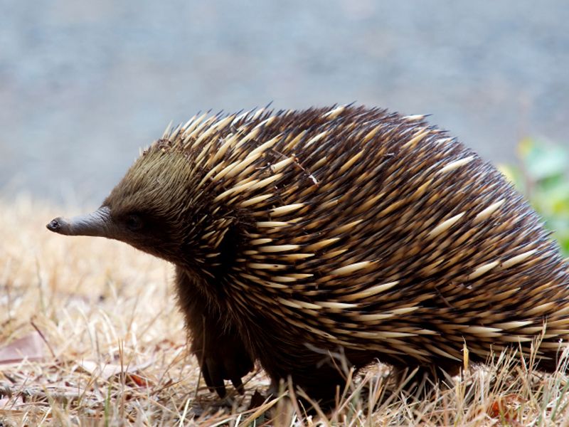 Los 10 animales que más duermen Los 10 animales que más duermen