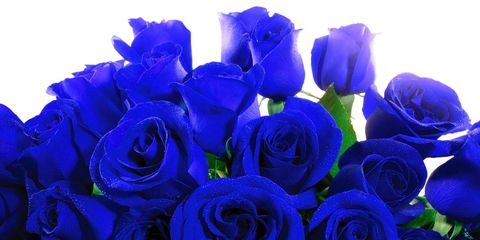 pueden-las-rosas-florecer-de-color-azul-ahora-si.jpg
