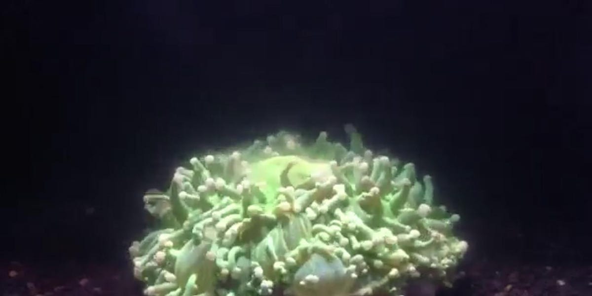 Un inquietante vídeo muestra cómo agonizan nuestros arrecifes de coral