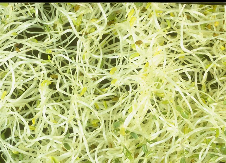 alfalfa sprouts, plant, grass, bean sprouts, cuisine, vegetarian food, food, flower, crop, perennial plant,