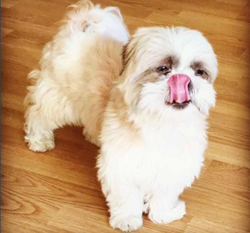 Wood, Brown, Floor, Hardwood, Vertebrate, Flooring, Carnivore, Dog, Wood stain, Pink, Wood, Brown, Floor, Hardwood, Vertebrate, Flooring, Carnivore, Dog, Wood stain, Pink,