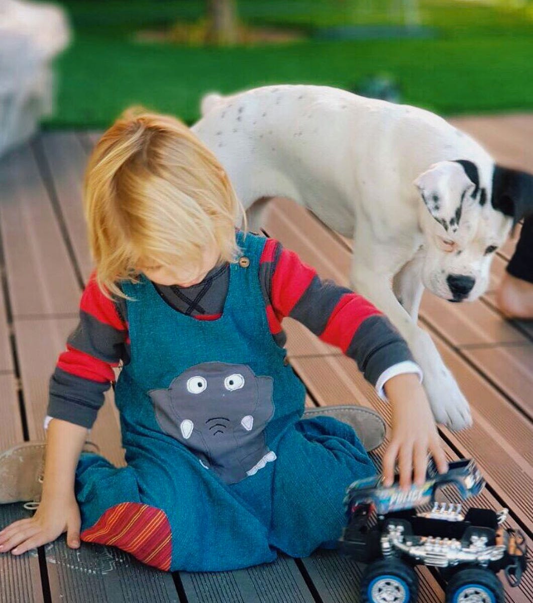 Canidae, Companion dog, Sporting Group, Child, Carnivore, Non-Sporting Group, Puppy, Play, 