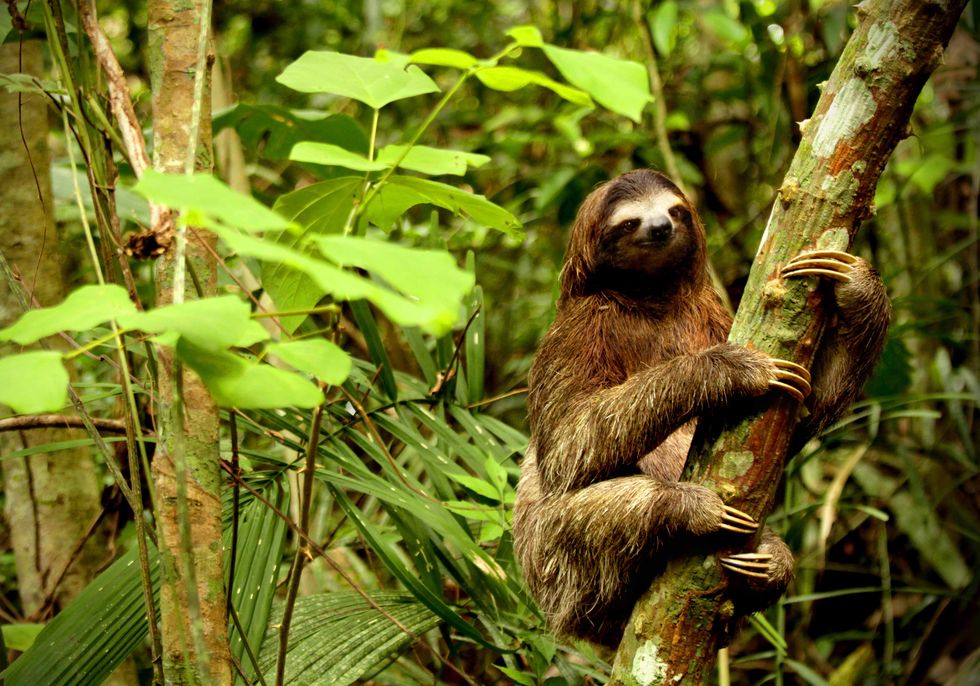 Three-toed sloth, Sloth, Terrestrial animal, Two-toed sloth, Adaptation, Jungle, Wildlife, Organism, Plant, Forest, 