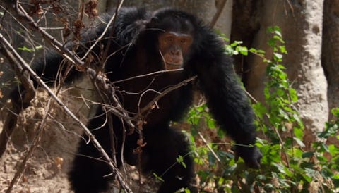 Documentales Muy Animales En Movistar