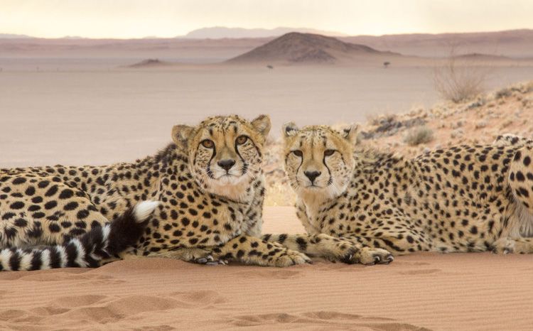 Terrestrial animal, Wildlife, Vertebrate, Cheetah, Mammal, Felidae, Photograph, Leopard, Wilderness, Nature reserve, 