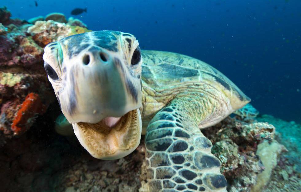 Sea turtle, Hawksbill sea turtle, Green sea turtle, Turtle, Marine biology, Loggerhead sea turtle, Underwater, Kemp's ridley sea turtle, Tortoise, Olive ridley sea turtle, 
