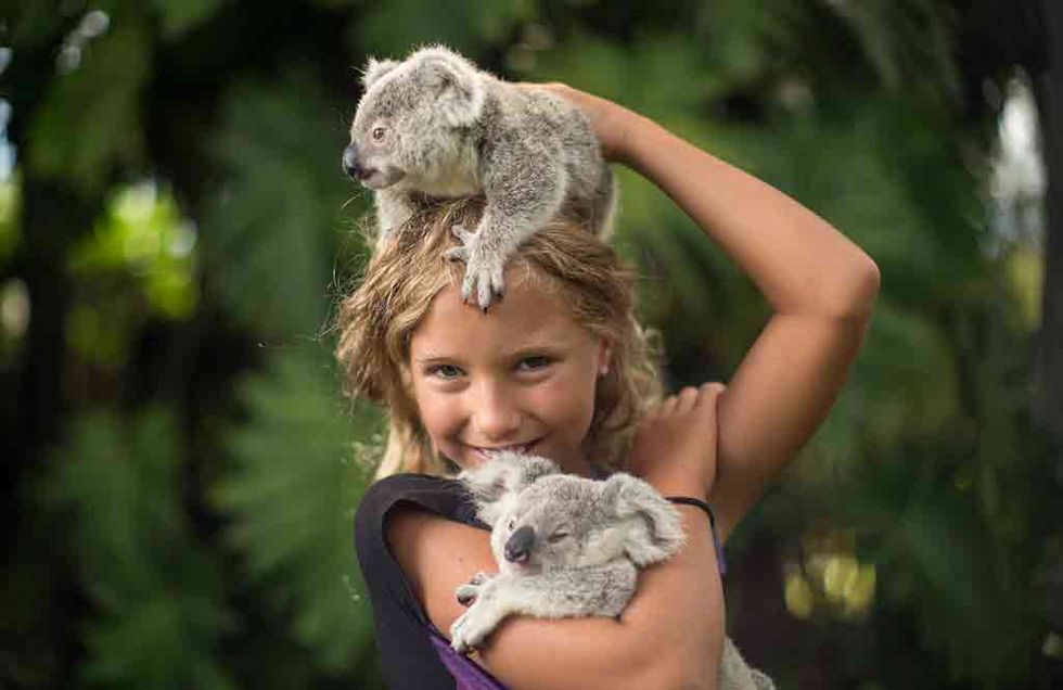 Koala, Marmoset, Adaptation, Marsupial, Wildlife, 