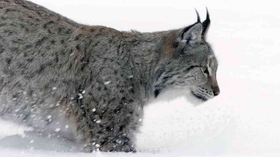 Mammal, Lynx, Felidae, Small to medium-sized cats, Bobcat, Wildlife, Whiskers, Snout, Cat, Carnivore, 