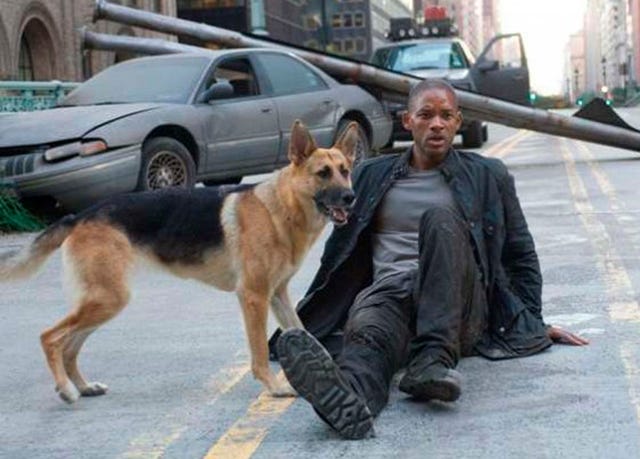 Dog, Mammal, Vertebrate, Canidae, Carnivore, Dog breed, Police dog, Street dog, German shepherd dog, Working dog, 