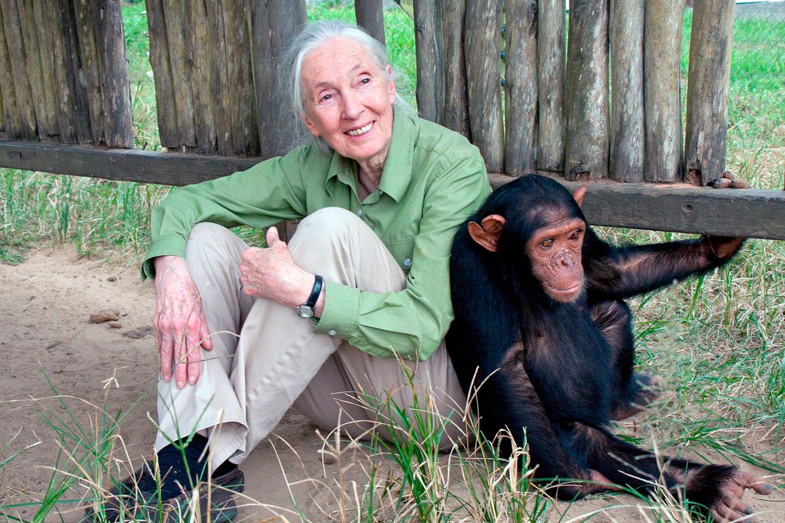 Common chimpanzee, Primate, Adaptation, Human, Wildlife, Smile, Jungle, Sitting, Orangutan, Zoo, 