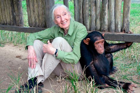 Resultat d'imatges per a "jane goodall"