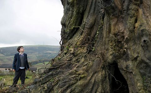 Tree, Woody plant, Trunk, Plant, Old-growth forest, Rock, Forest, Mountain, Geology, Photography, 