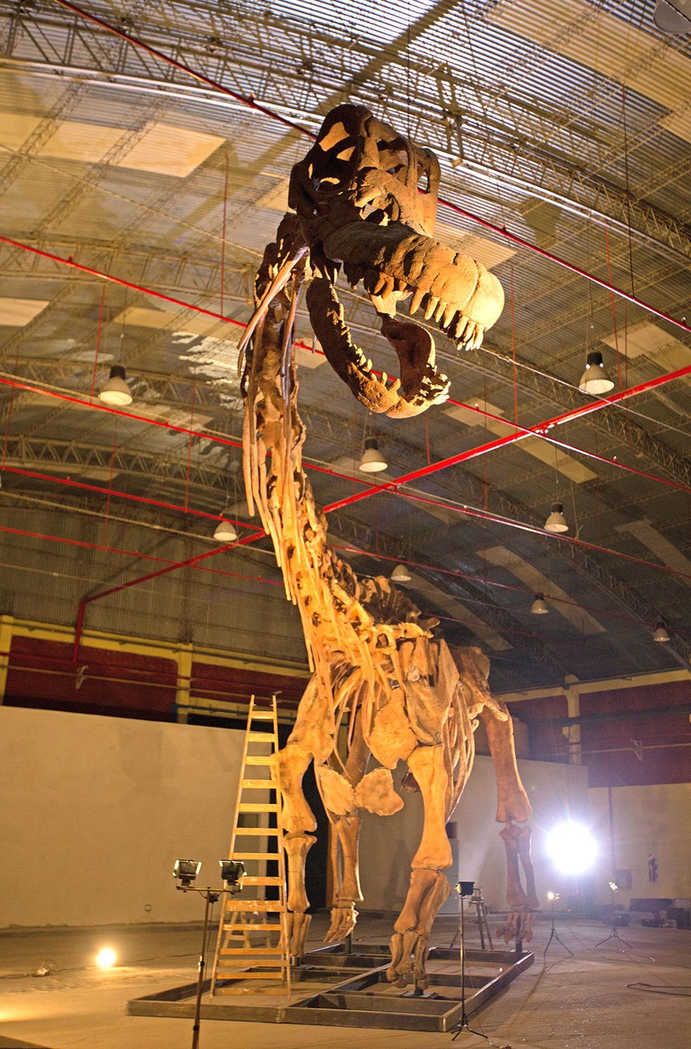 Skeleton, Extinction, Dinosaur, Fossil, Museum, Jaw, Tourist attraction, 