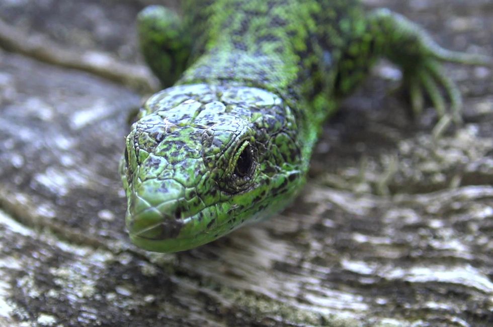Reptile, Vertebrate, Lizard, Scaled reptile, Lacerta, European green lizard, Wall lizard, Terrestrial animal, Adaptation, Organism, 