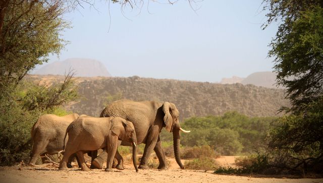 Elephant, Wildlife, Elephants and Mammoths, Indian elephant, Terrestrial animal, African elephant, Safari, Herd, Wilderness, Nature reserve, 