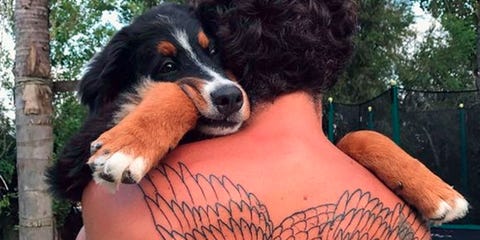 Dog breed, Vertebrate, Dog, Tattoo, Carnivore, Bernese mountain dog, Sporting Group, Wing, Arthropod, Temporary tattoo, Dog breed, Vertebrate, Dog, Tattoo, Carnivore, Bernese mountain dog, Sporting Group, Wing, Arthropod, Temporary tattoo,