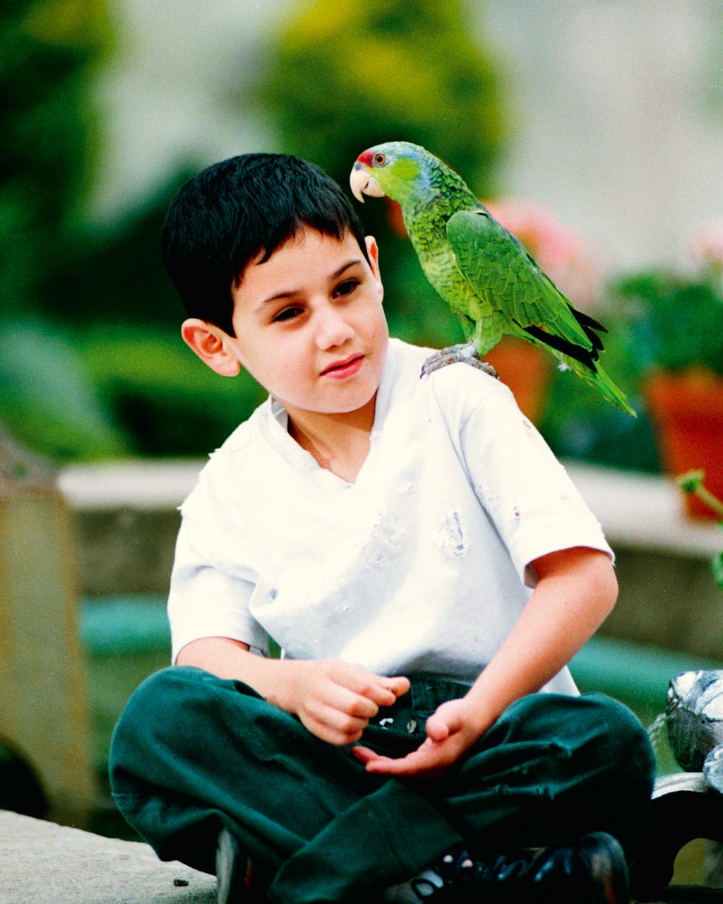 Parrot, Green, Sitting, Vertebrate, Bird, Beak, Adaptation, Wing, Neck, Feather, Parrot, Green, Sitting, Vertebrate, Bird, Beak, Adaptation, Wing, Neck, Feather,