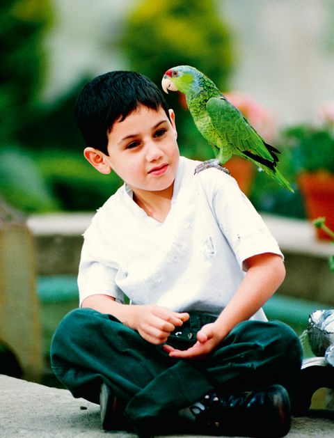 Parrot, Green, Sitting, Vertebrate, Bird, Beak, Adaptation, Wing, Neck, Feather, 