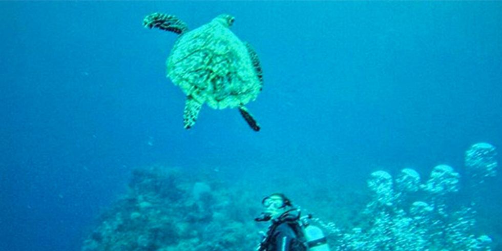 Green sea turtle, Underwater, Hawksbill sea turtle, Sea turtle, Turtle, Marine biology, Scuba diving, Water, Organism, Loggerhead sea turtle, 