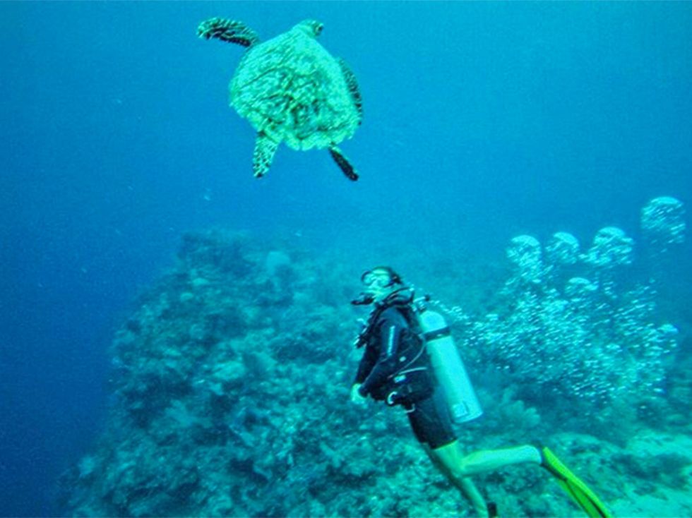 Green sea turtle, Underwater, Hawksbill sea turtle, Sea turtle, Turtle, Marine biology, Scuba diving, Water, Organism, Loggerhead sea turtle, 