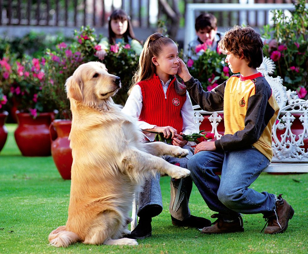 Dog breed, Human, Dog, Vertebrate, Carnivore, Sporting Group, Sitting, Interaction, Sharing, Garden, 