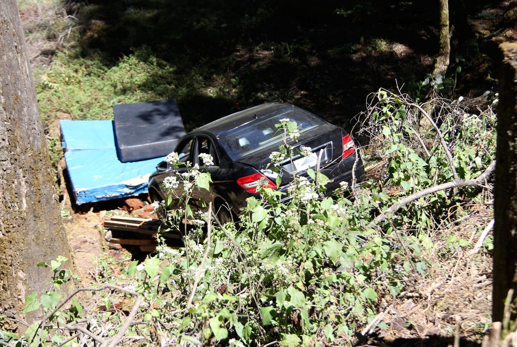 Motor vehicle, Plant, Plant community, Automotive exterior, Automotive tail & brake light, Trunk, Trunk, Herb, Subshrub, Kit car, 