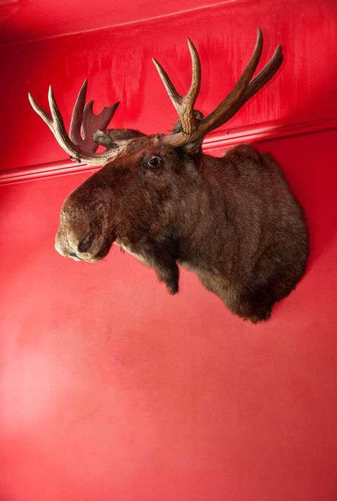 Deer, Antler, Elk, Horn, Reindeer, Natural material, Moose, Snout, Fur, Trophy hunting, 