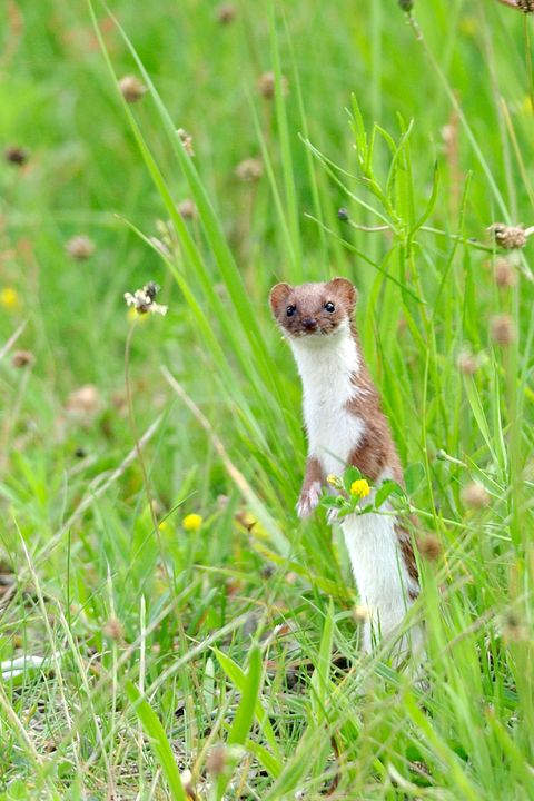 American Wild Animals List - 25 Toughest Animals in the U.S.