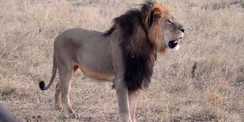 How Zimbabweans Feel About Cecil the Lion's Killer