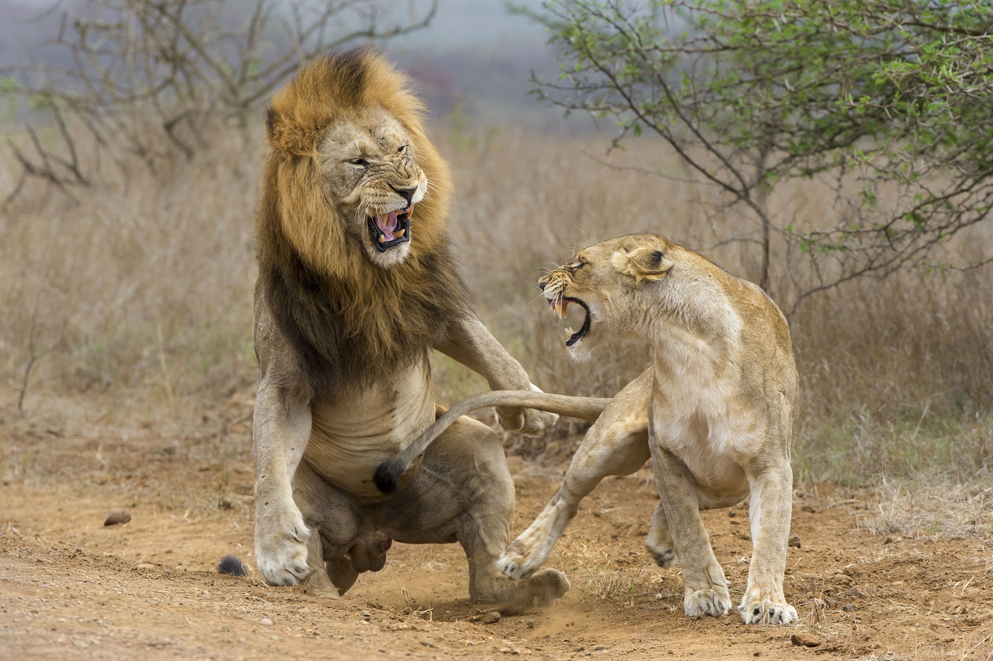 They Appear To Be Fighting But Sometimes When Mating The Female Snarls