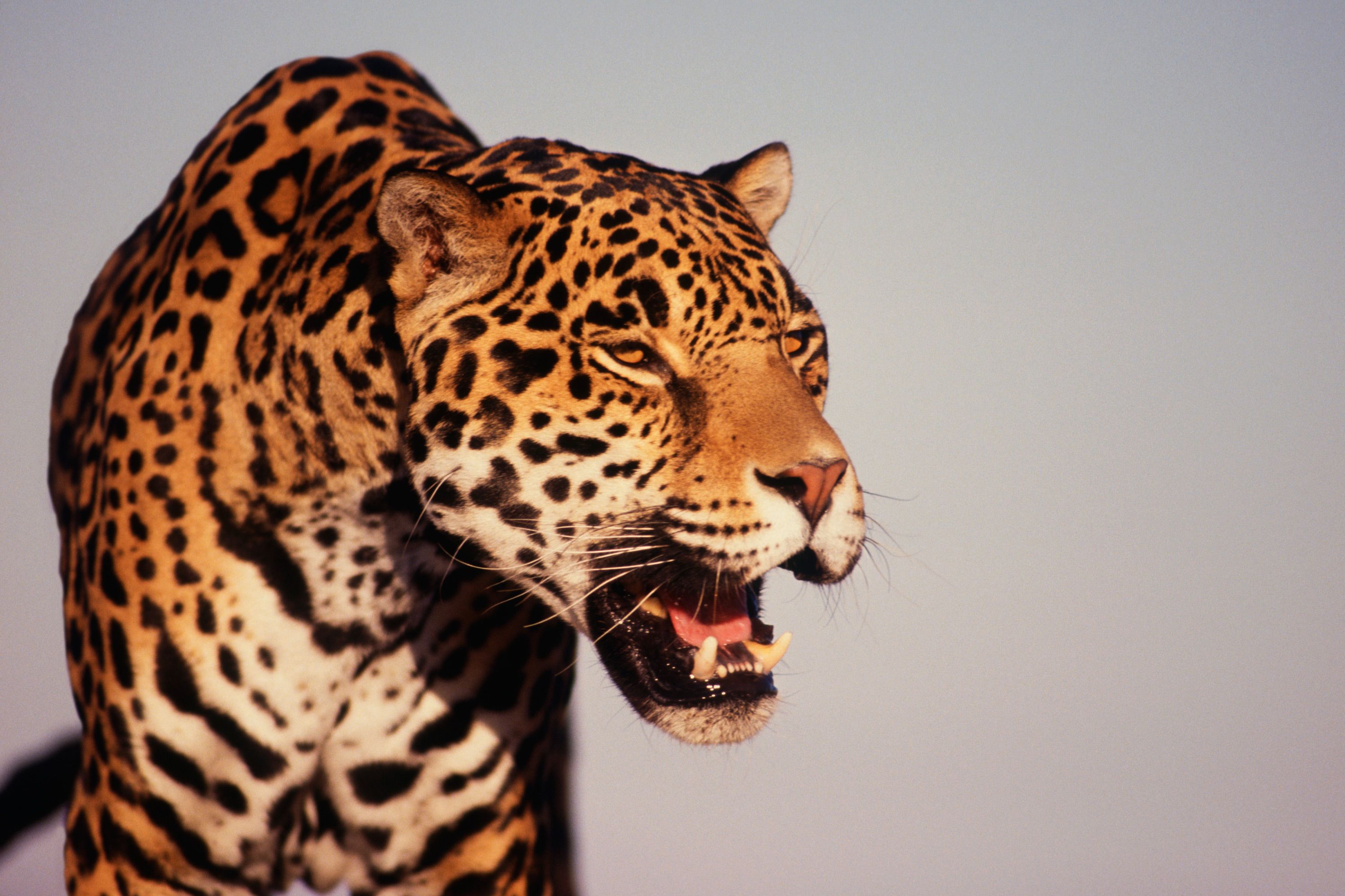 These Are The 25 Toughest Animals On Earth
