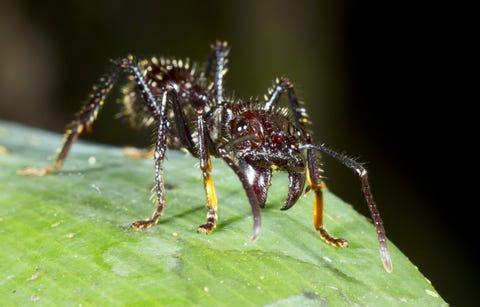 Bullet Ant Bullet Ant