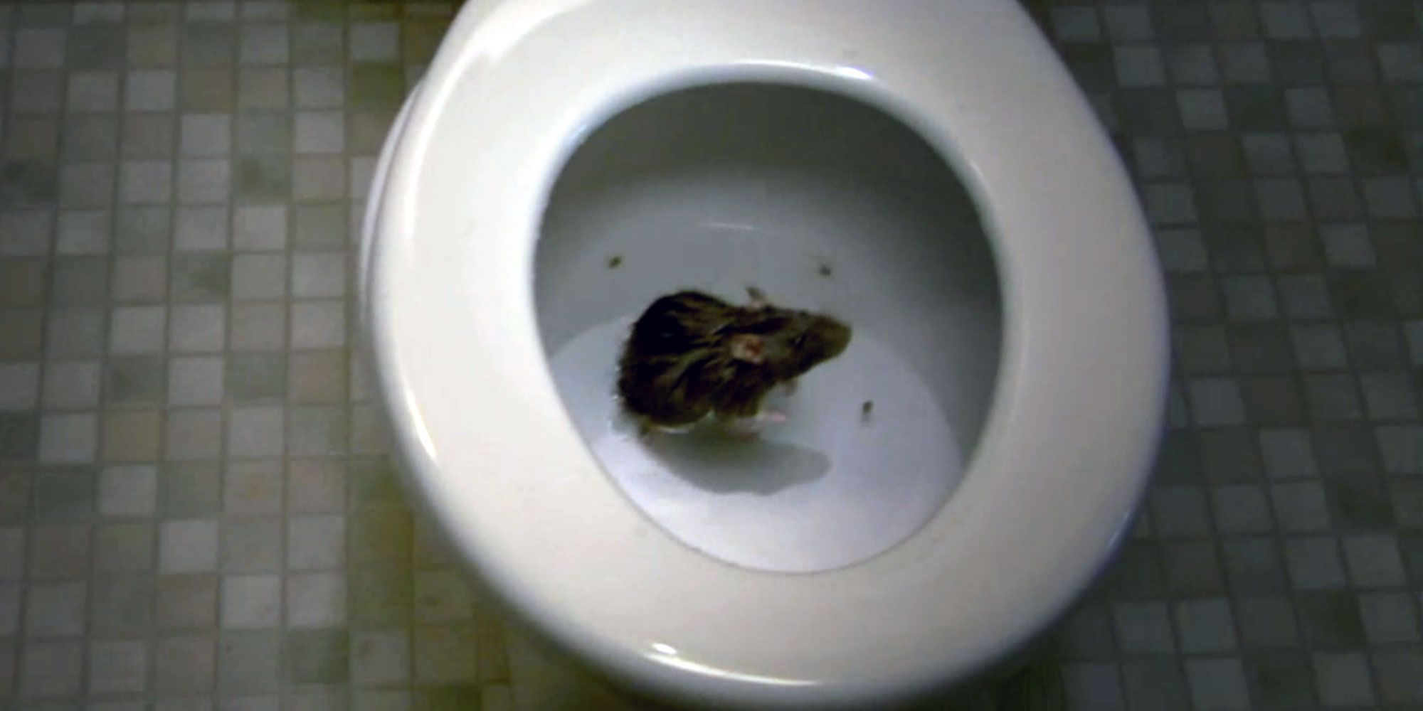 Watch a Rat Crawl Up a Toilet Watch a Rat Crawl Up a Toilet