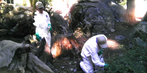 Why Climate Change Is Likely Bringing the Plague Back to Yosemite National Park
