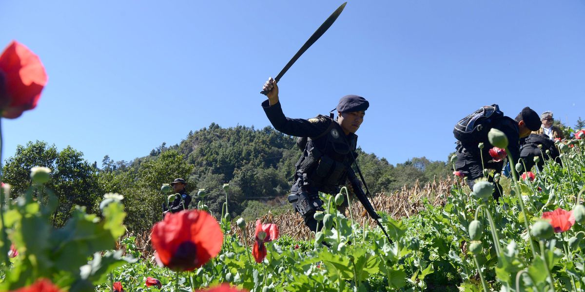 Mexican Drug Cartels Are Using Children to Farm Heroin