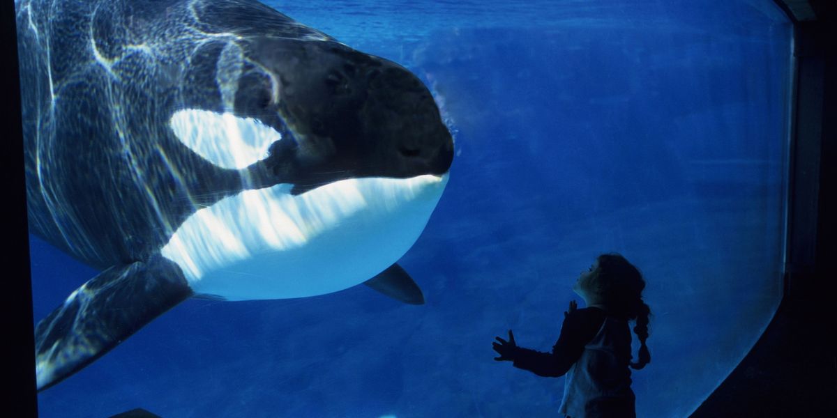 Seaworld Phasing Out Its Orca Shows Shamu Killer Whale Trick Shows To End At Seaworld