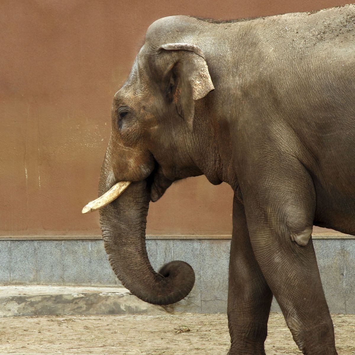 Elephant, Elephants and Mammoths, Brown, Skin, Organism, Vertebrate, Indian elephant, Photograph, Terrestrial animal, Wrinkle, 
