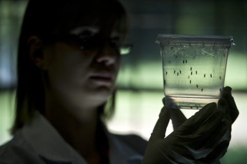 What Exactly Is Zika Virus—and Should You Be Worried?