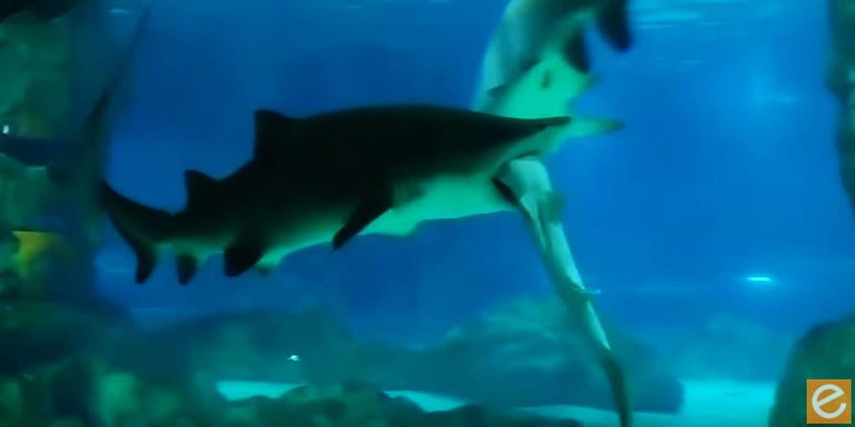 Shark Eats Shark in Seoul Aquarium