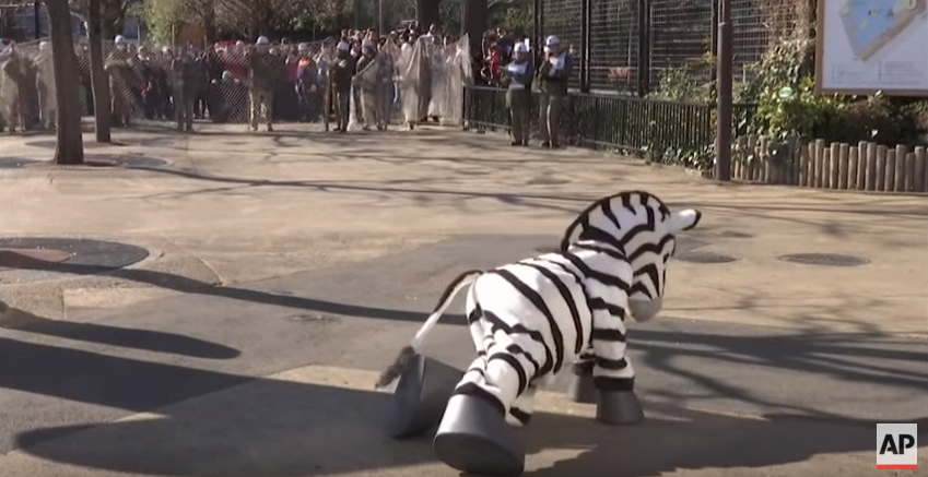 Japanese Zoo Zebra Escape Drill Video
