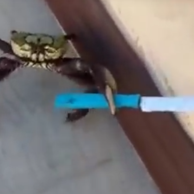 a crab holding a knife