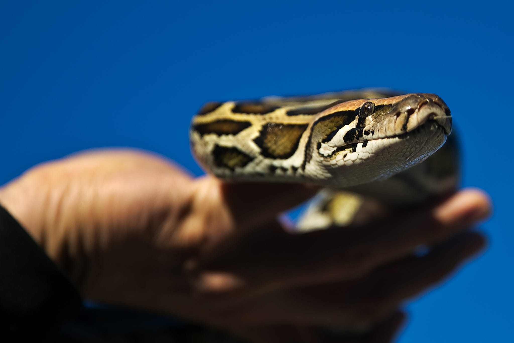 Five Days in the Glades with Florida's Wild Python Hunters