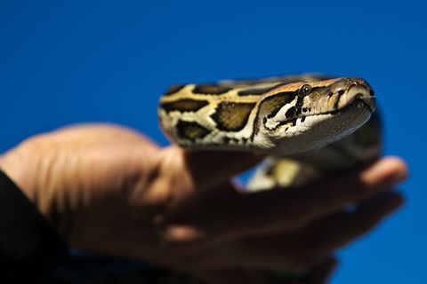 Snake, Reptile, Serpent, Boa, Python, Scaled reptile, World, Electric blue, Burmese python, Terrestrial animal, 