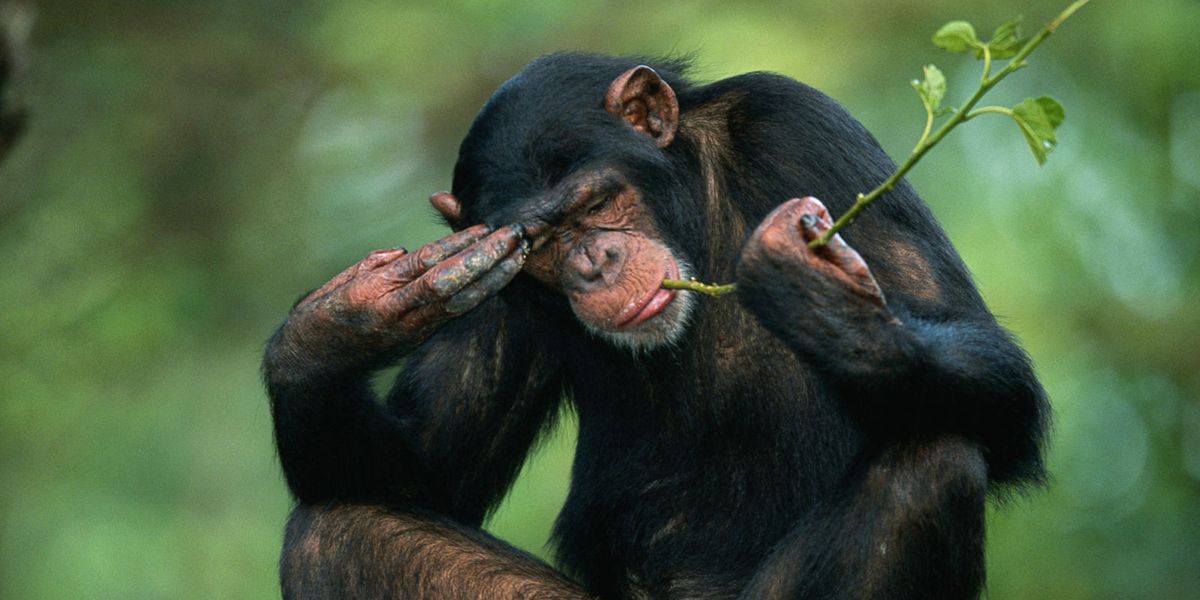 Do Chimps Believe in God?