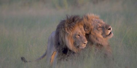two male lions mating