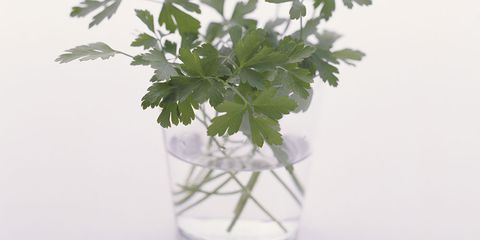Green, Leaf, Glass, Herb, Annual plant, Plant stem, Vase, Flowering plant, Coriander, Transparent material, 