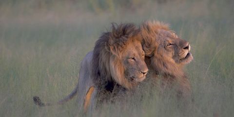 Lion, Natural environment, Masai lion, Skin, Felidae, Big cats, Carnivore, Terrestrial animal, Atmospheric phenomenon, Wildlife, 
