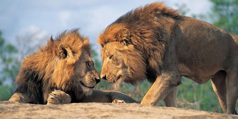 Lion, Organism, Big cats, Masai lion, Felidae, Vertebrate, Carnivore, Terrestrial animal, Adaptation, Snout, 