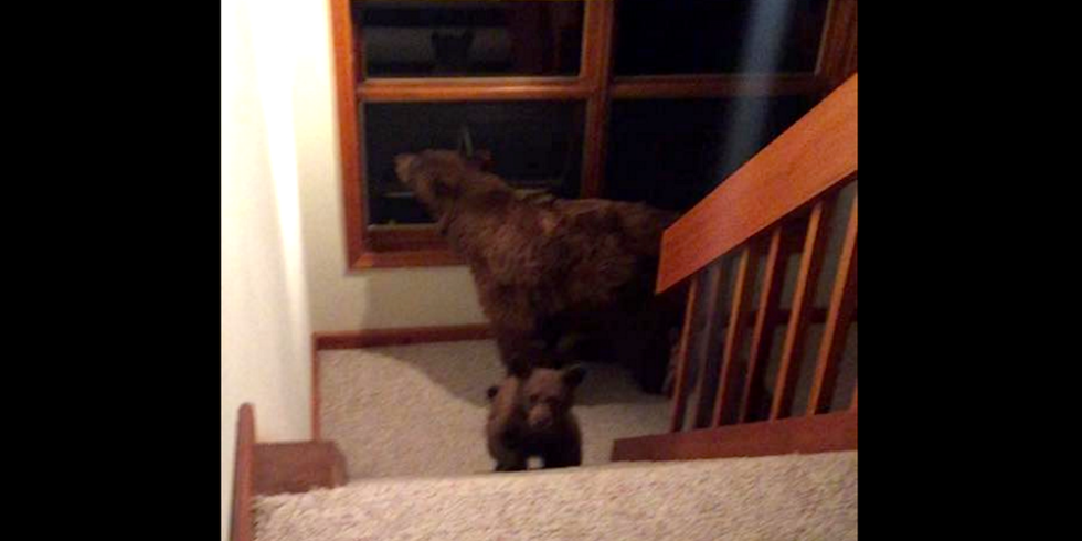 Bear in House Video: Man's Footage of a Bear Breaking Into His Home ...